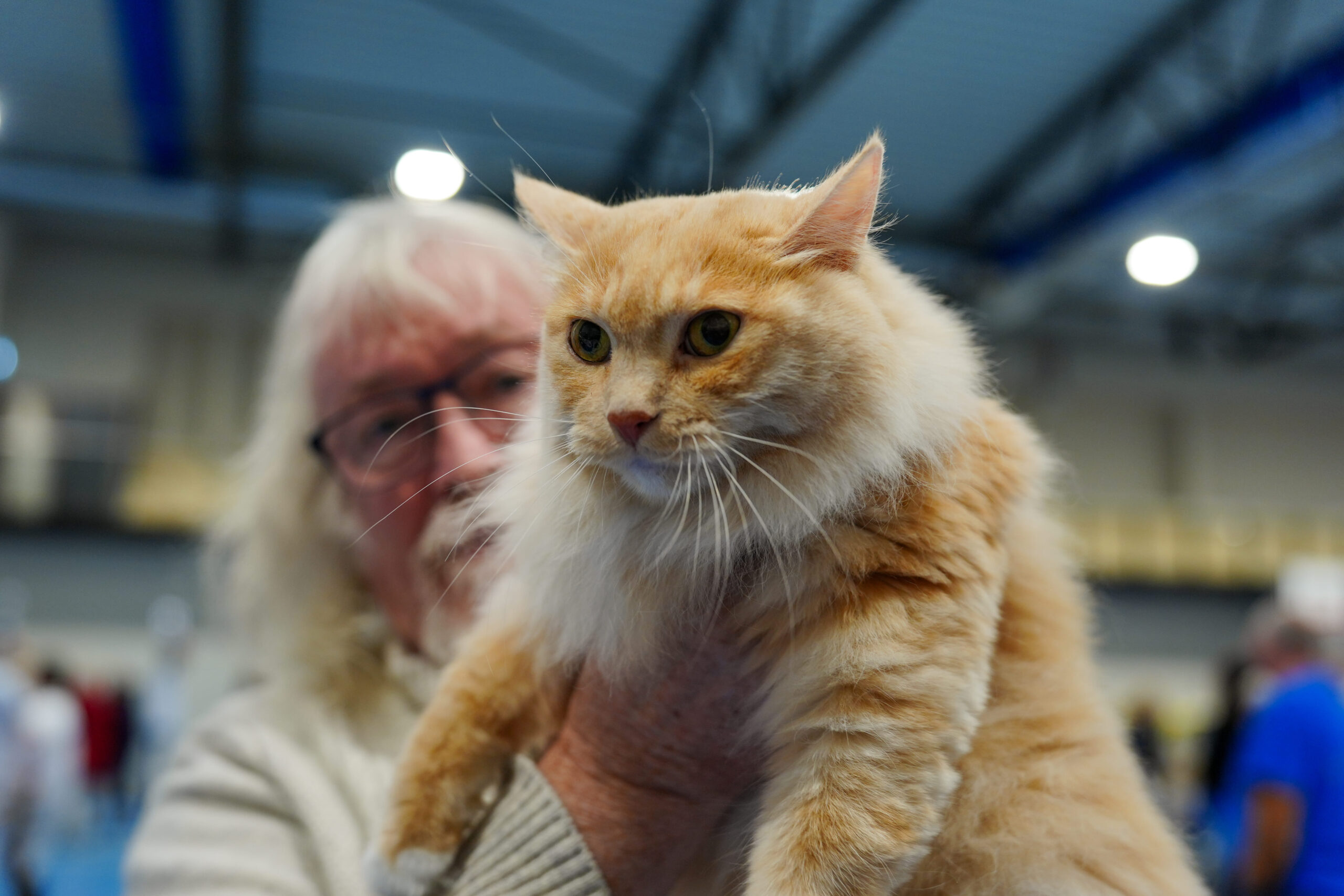 Katte utstilling trygg lade