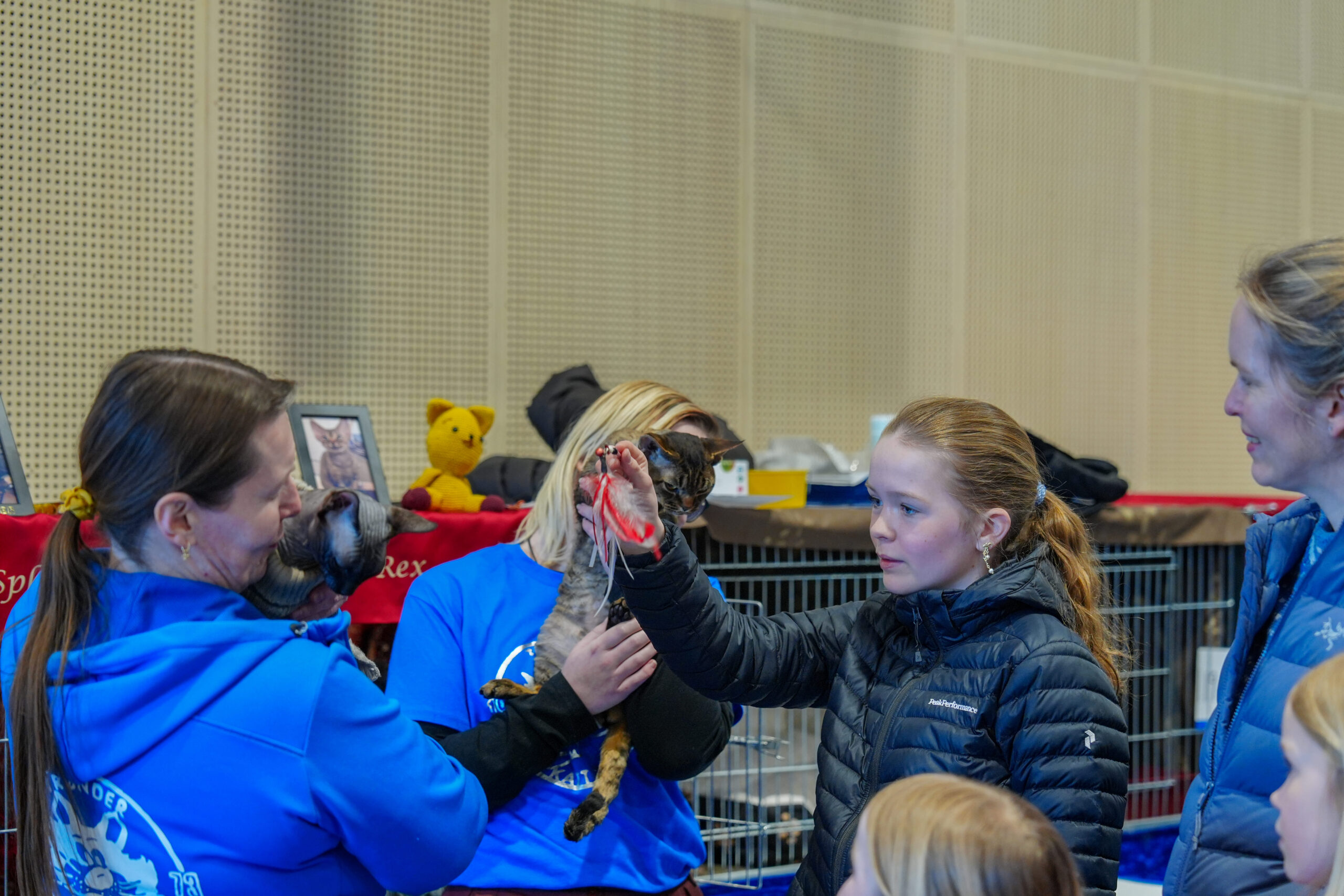 Katte utstilling trygg lade